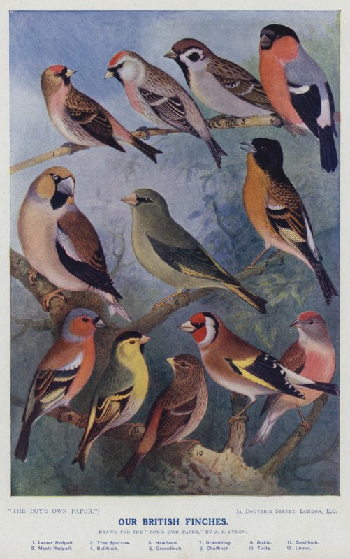 Our British Finches by Alexander Francis after Lydon