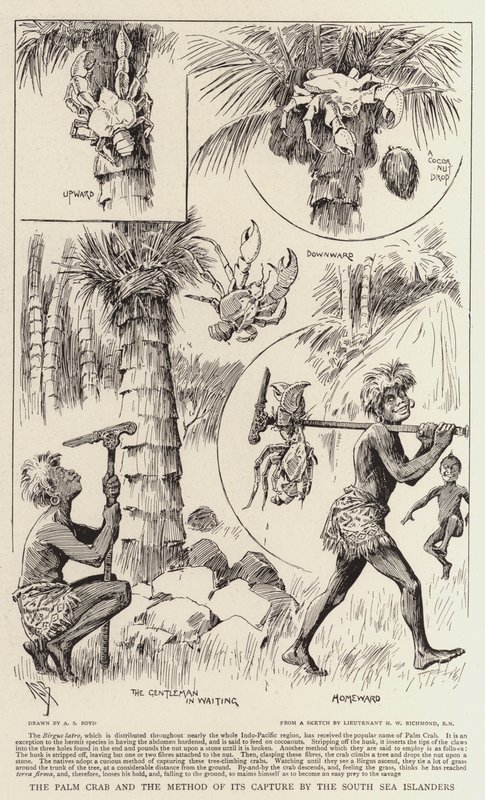 The Palm Crab and the Method of its Capture by the South Sea Islanders by Alexander Stuart Boyd