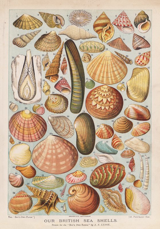 British sea shells by Alexander Francis (after) Lydon