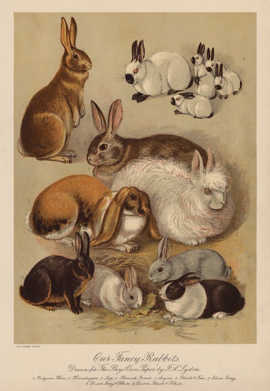 Rabbits by Alexander Francis (after) Lydon