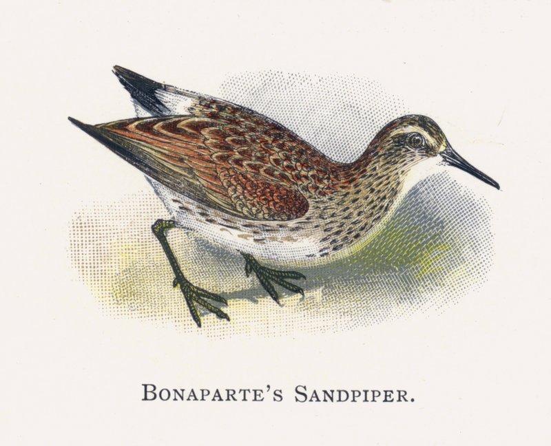 Bonapartes Sandpiper by Alexander Francis Lydon