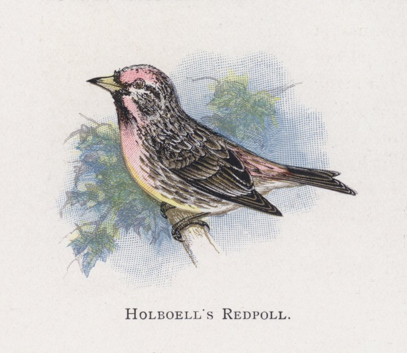 Holboells Redpoll by Alexander Francis Lydon