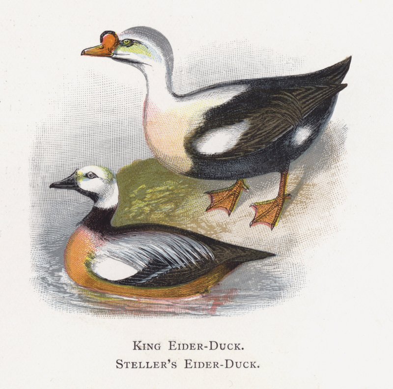 King Eider-Duck, Stellers Eider-Duck by Alexander Francis Lydon