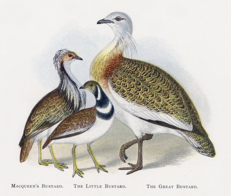 Macqueens Bustard, The Little Bustard, The Great Bustard by Alexander Francis Lydon
