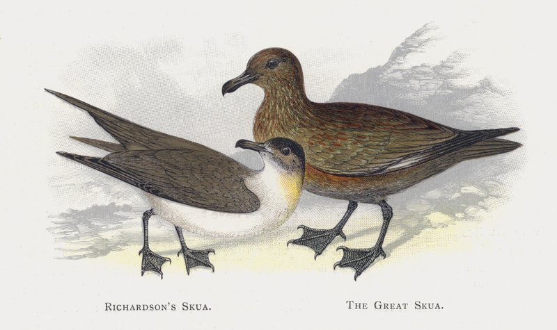Richardsons Skua, The Great Skua by Alexander Francis Lydon