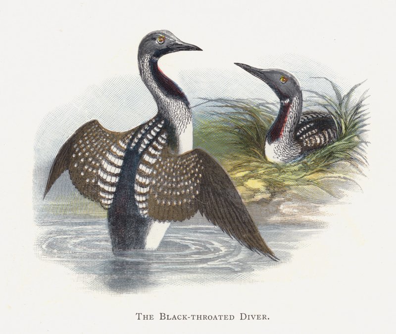 The Black-throated Diver by Alexander Francis Lydon
