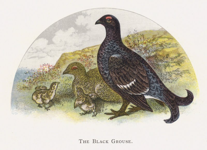 The Black Grouse by Alexander Francis Lydon