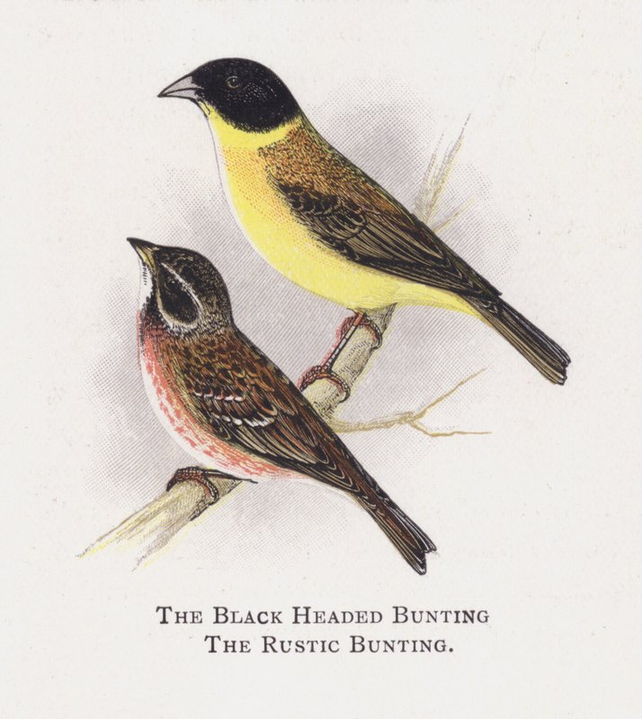 The Black Headed Bunting, The Rustic Bunting by Alexander Francis Lydon
