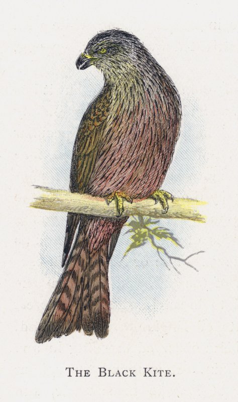 The Black Kite by Alexander Francis Lydon