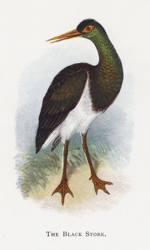 The Black Stork by Alexander Francis Lydon