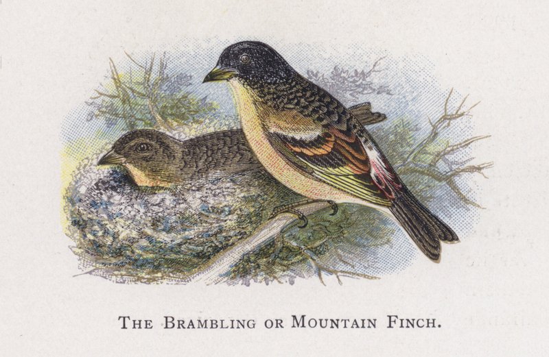 The Bramling or Mountain Finch by Alexander Francis Lydon