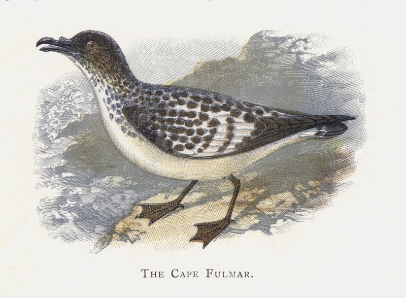 The Cape Fulmar by Alexander Francis Lydon