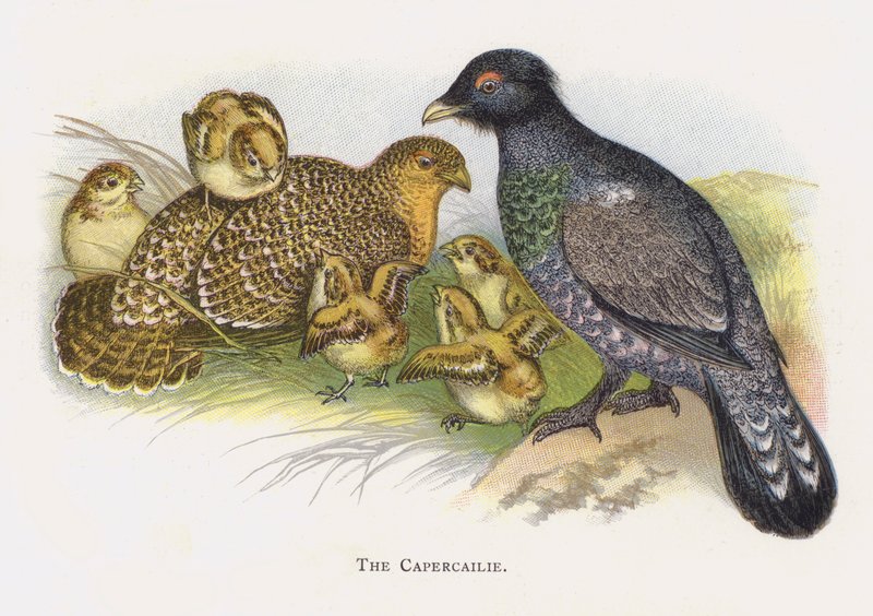 The Capercailie by Alexander Francis Lydon