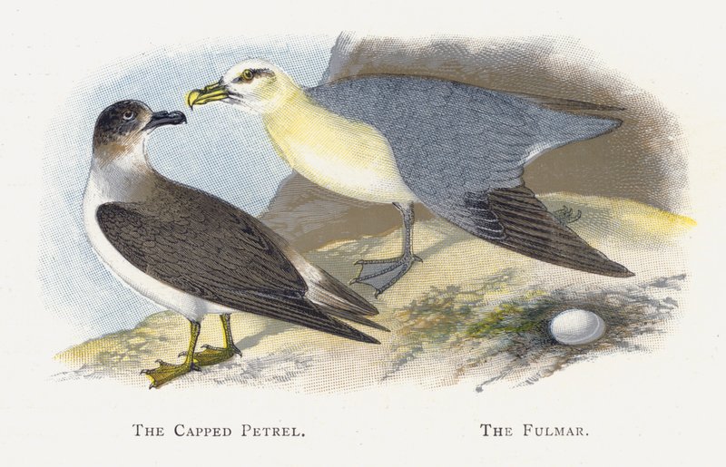 The Capped Petrel, The Fulmar by Alexander Francis Lydon