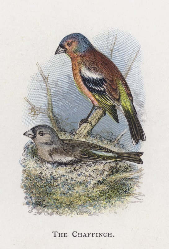 The Chaffinch by Alexander Francis Lydon