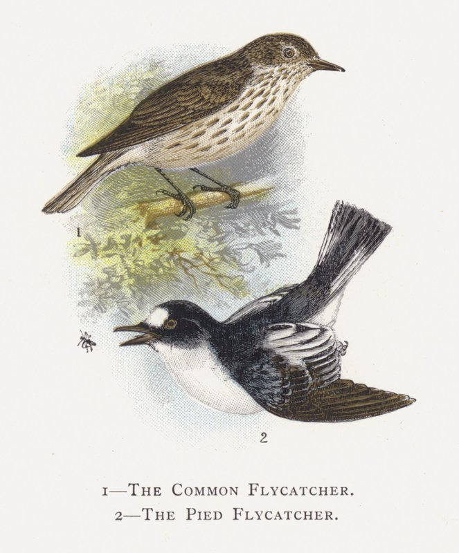 The Common Flycatcher, The Pied Flycatcher by Alexander Francis Lydon