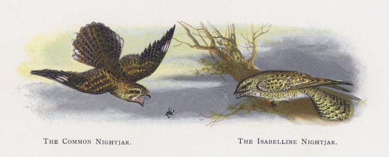 The Common Nightjar, The Isabelline Nightjar by Alexander Francis Lydon