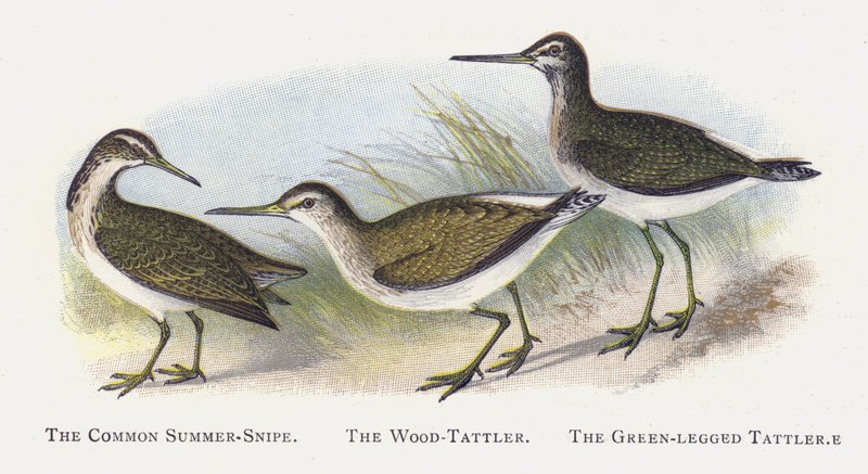 The Common Summer-Snipe, The Wood-Tattler, The Green-legged Tattler by Alexander Francis Lydon
