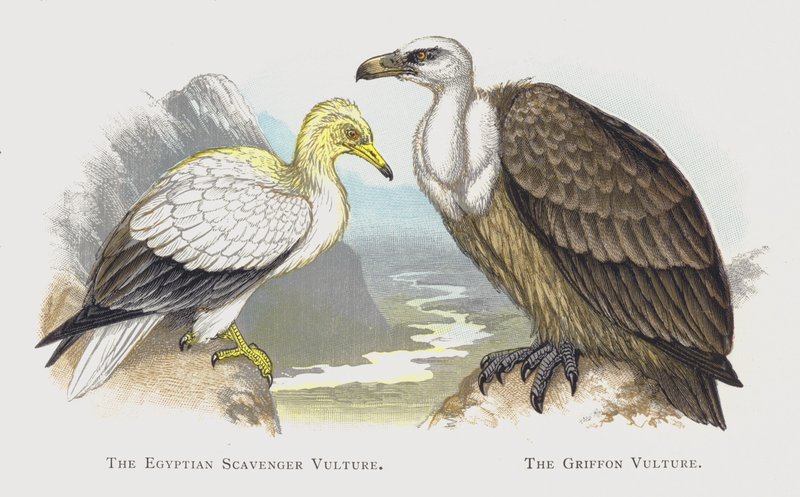The Egyptian Scavenger Vulture, The Griffon Vulture by Alexander Francis Lydon