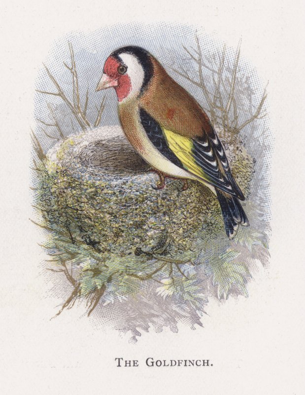 The Goldfinch by Alexander Francis Lydon