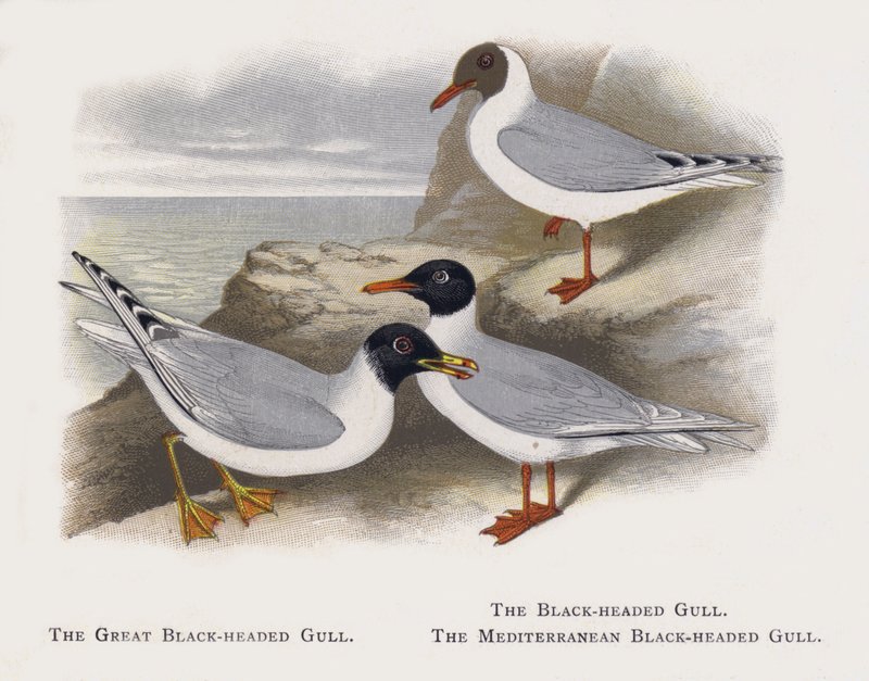 The Great Black-headed Gull, The Black-headed Gull, The Mediterranean Black-headed Gull by Alexander Francis Lydon