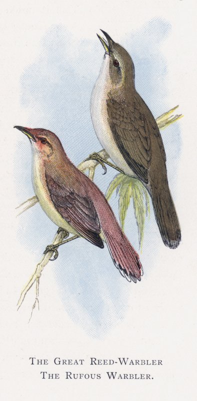 The Great Reed-Warbler, The Rufous Warbler by Alexander Francis Lydon