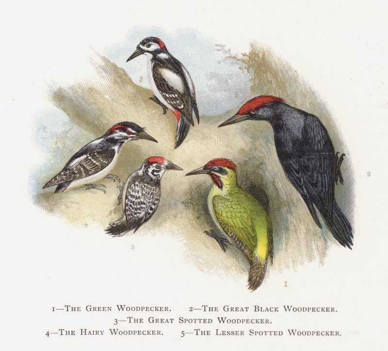 The Green Woodpecker, The Great Black Woodpecker, The Great Spotted Woodpecker, The Hairy Woodpecker, The Lesser Spotted Woodpecker by Alexander Francis Lydon