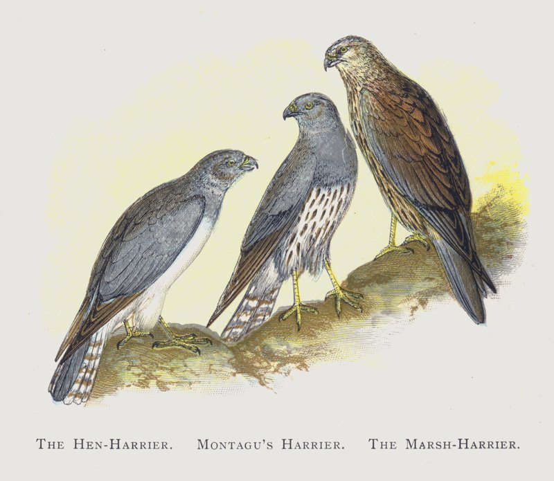 The Hen-Harrier, Montagu