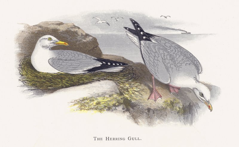 The Herring Gull by Alexander Francis Lydon