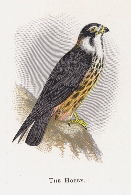 The Hobby by Alexander Francis Lydon