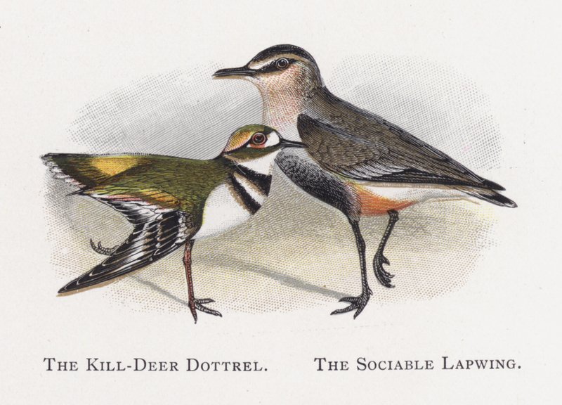 The Kill-Deer Dottrel, The Sociable Lapwing by Alexander Francis Lydon