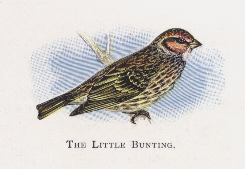 The Little Bunting by Alexander Francis Lydon