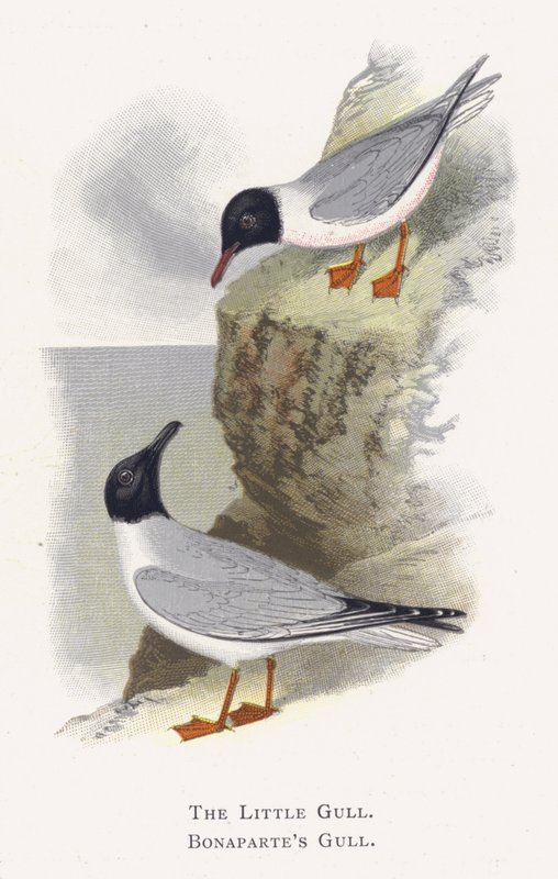 The Little Gull, Bonapartes Gull by Alexander Francis Lydon