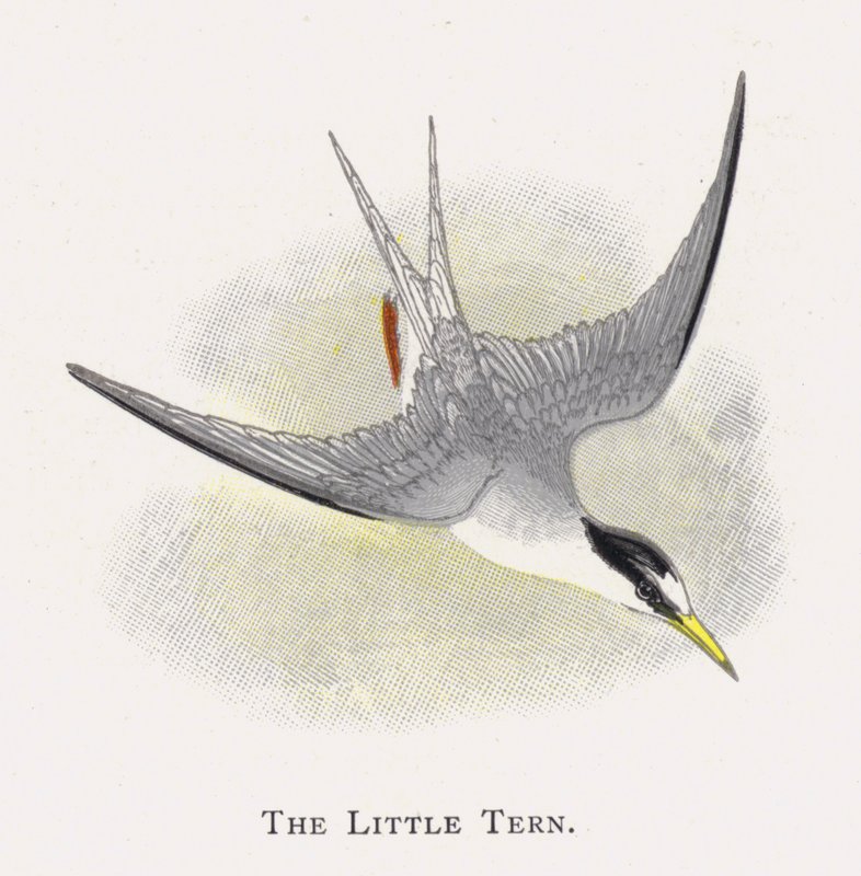 The Little Tern by Alexander Francis Lydon