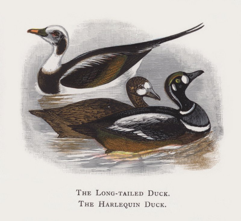 The Long-tailed Duck, The Harlequin Duck by Alexander Francis Lydon
