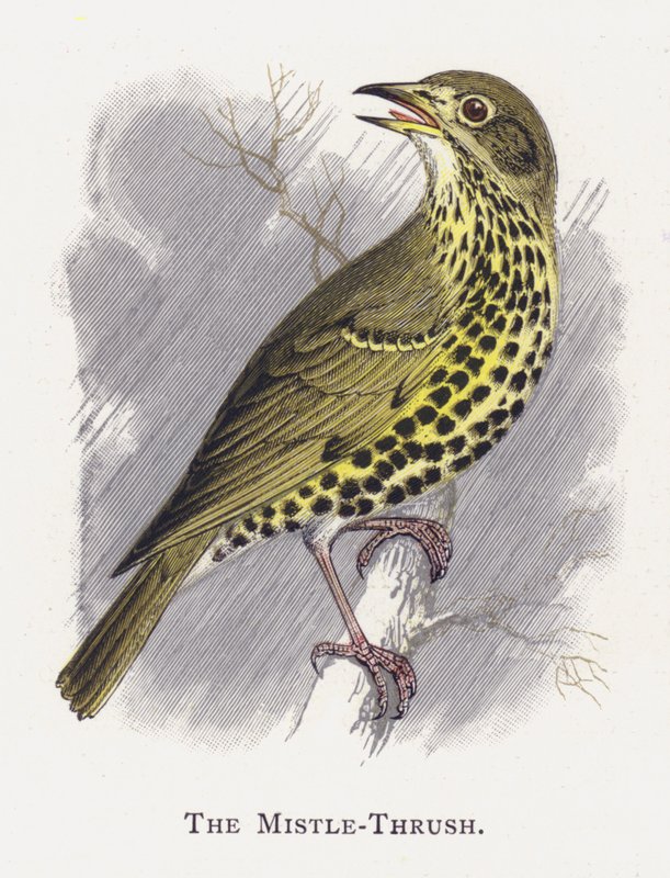 The Mistle-Thrush by Alexander Francis Lydon