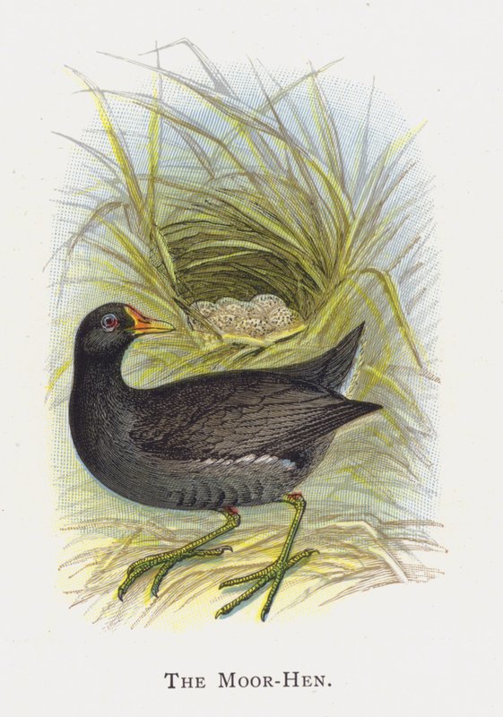 The Moor-Hen by Alexander Francis Lydon