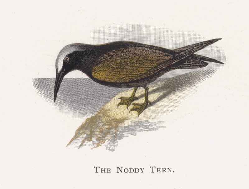 The Noddy Tern by Alexander Francis Lydon