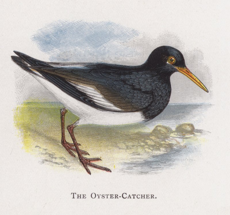 The Oyster-Catcher by Alexander Francis Lydon