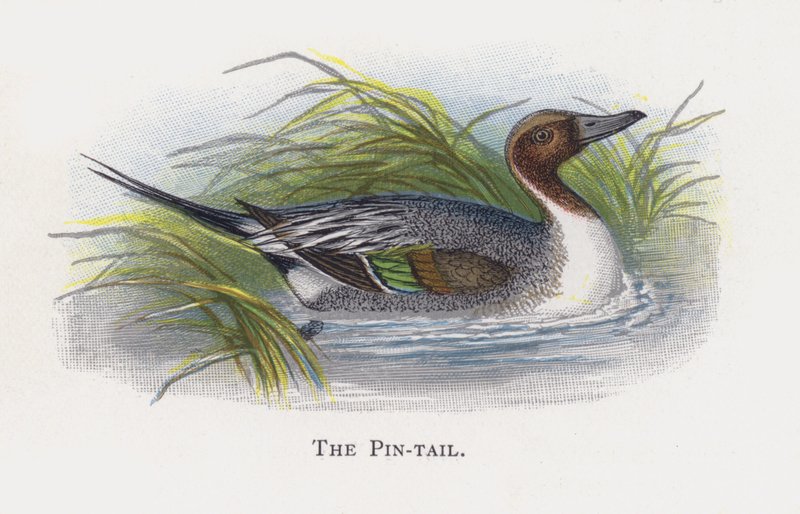 The Pin-tail by Alexander Francis Lydon