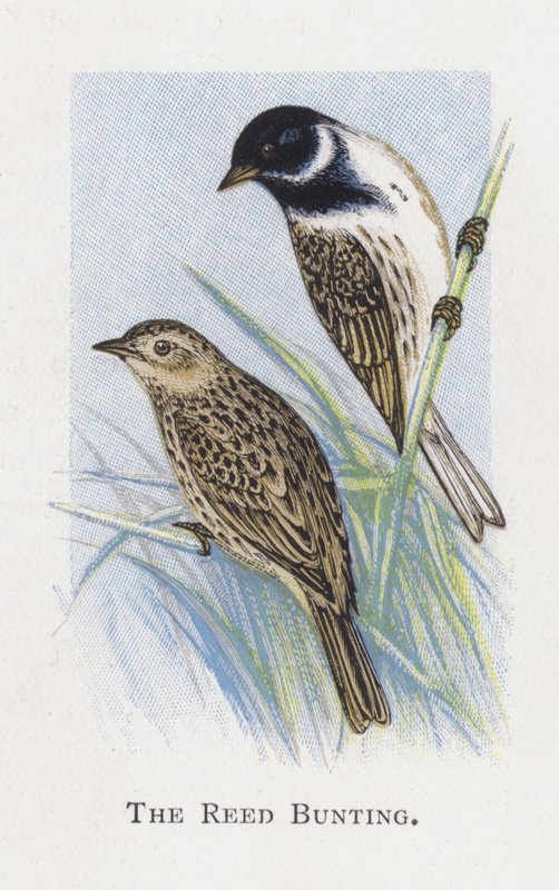 The Reed Bunting by Alexander Francis Lydon