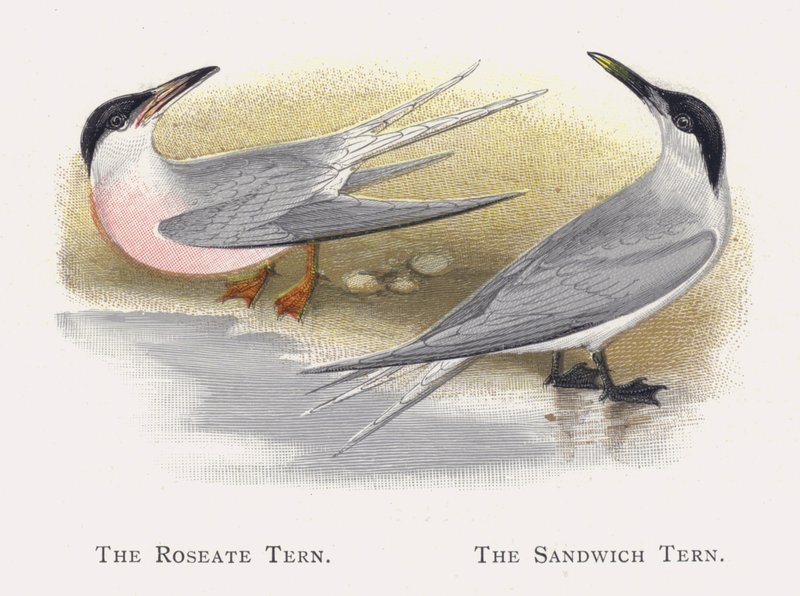 The Roseate Tern, The Sandwich Tern by Alexander Francis Lydon