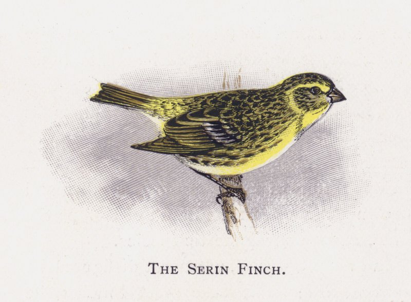 The Serin Finch by Alexander Francis Lydon