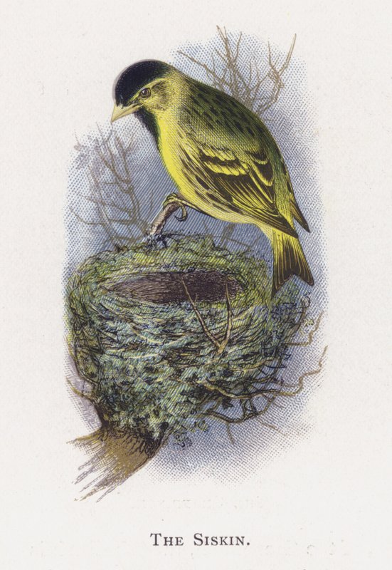 The Siskin by Alexander Francis Lydon