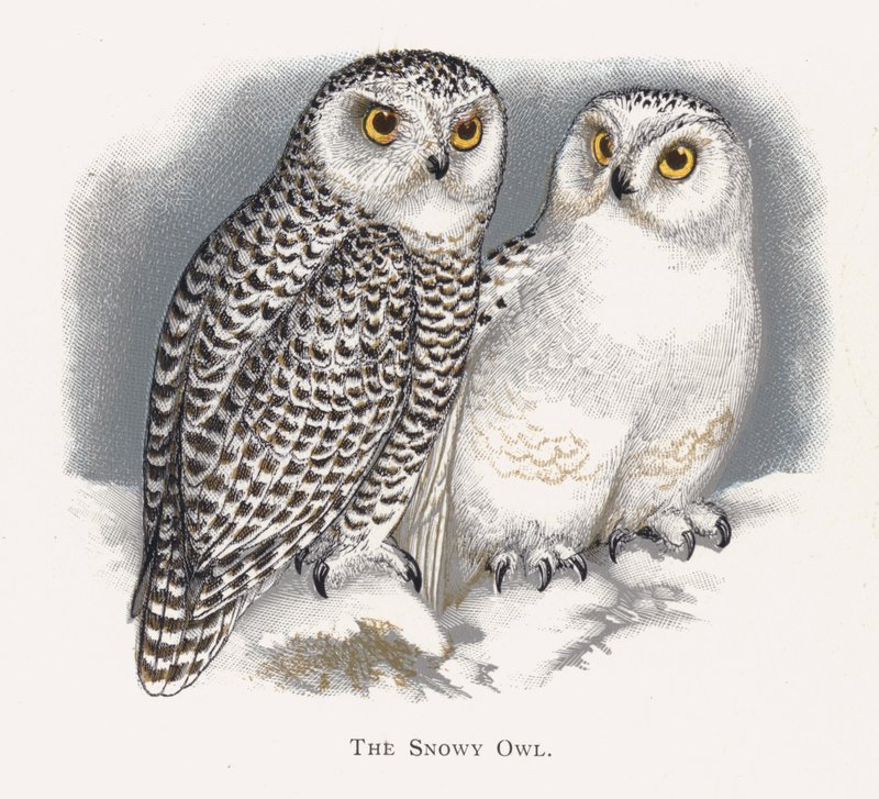 The Snowy Owl by Alexander Francis Lydon