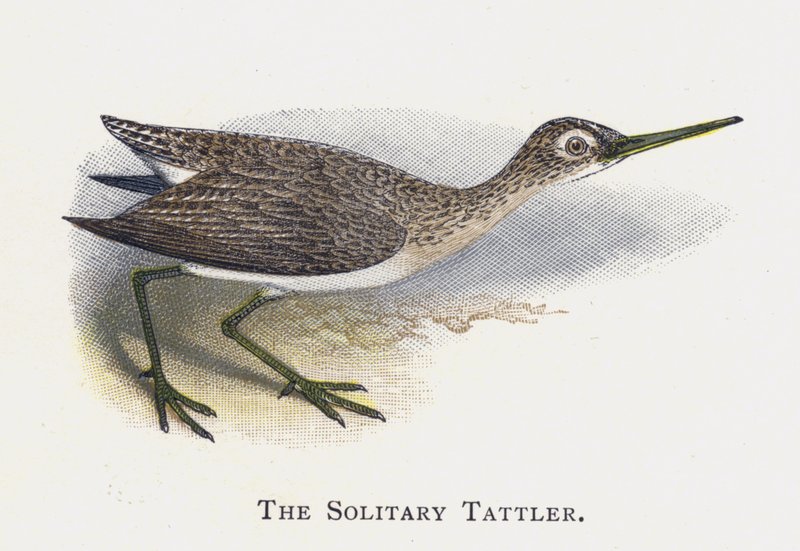 The Solitary Tattler by Alexander Francis Lydon