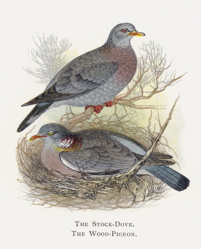 The Stock-Dove, The Wood-Pigeon by Alexander Francis Lydon