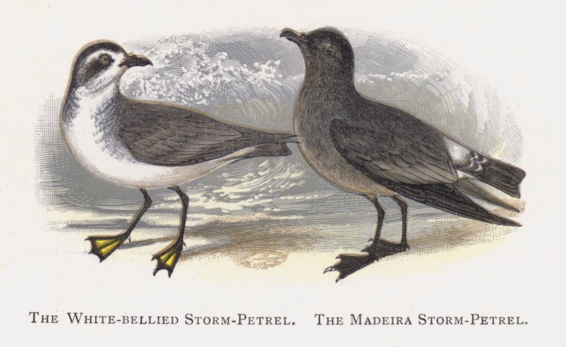 The White-bellied Storm-Petrel, The Madeira Storm-Petrel by Alexander Francis Lydon