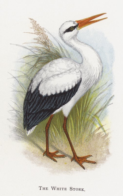 The White Stork by Alexander Francis Lydon