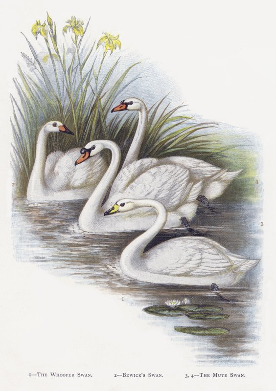 The Whooper Swan, Bewicks Swan, The Mute Swan by Alexander Francis Lydon